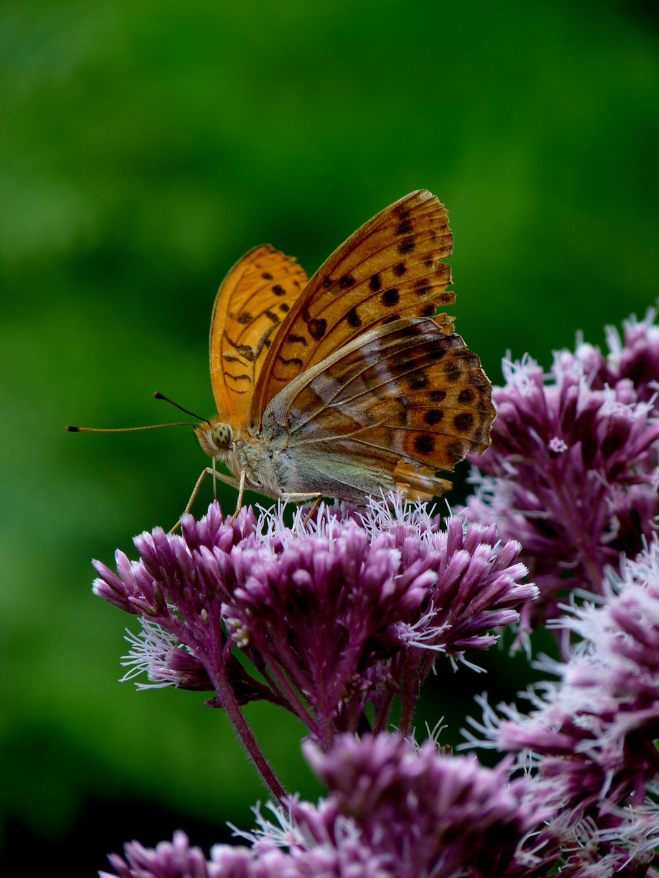 butterfly orange green free photo