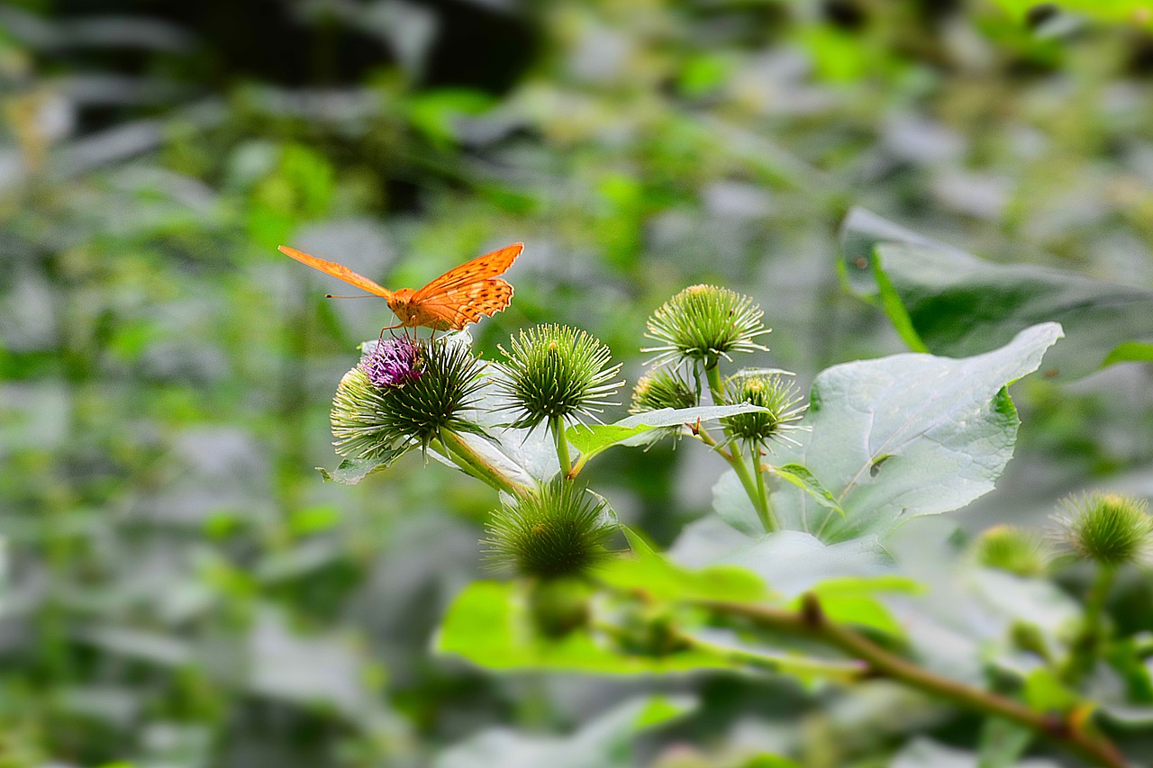 butterfly nature macro free photo