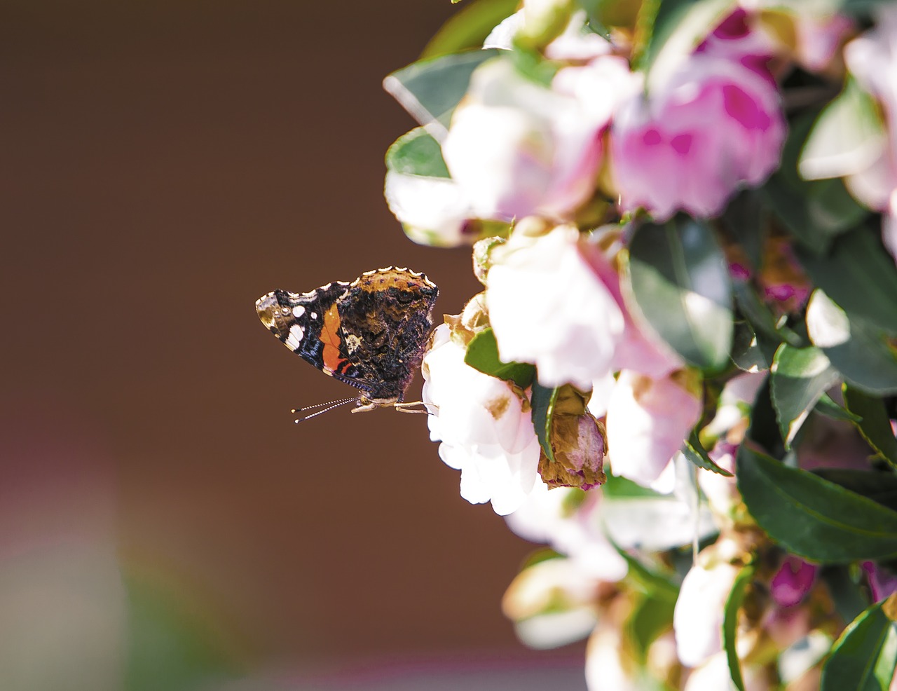 butterfly tree animal free photo