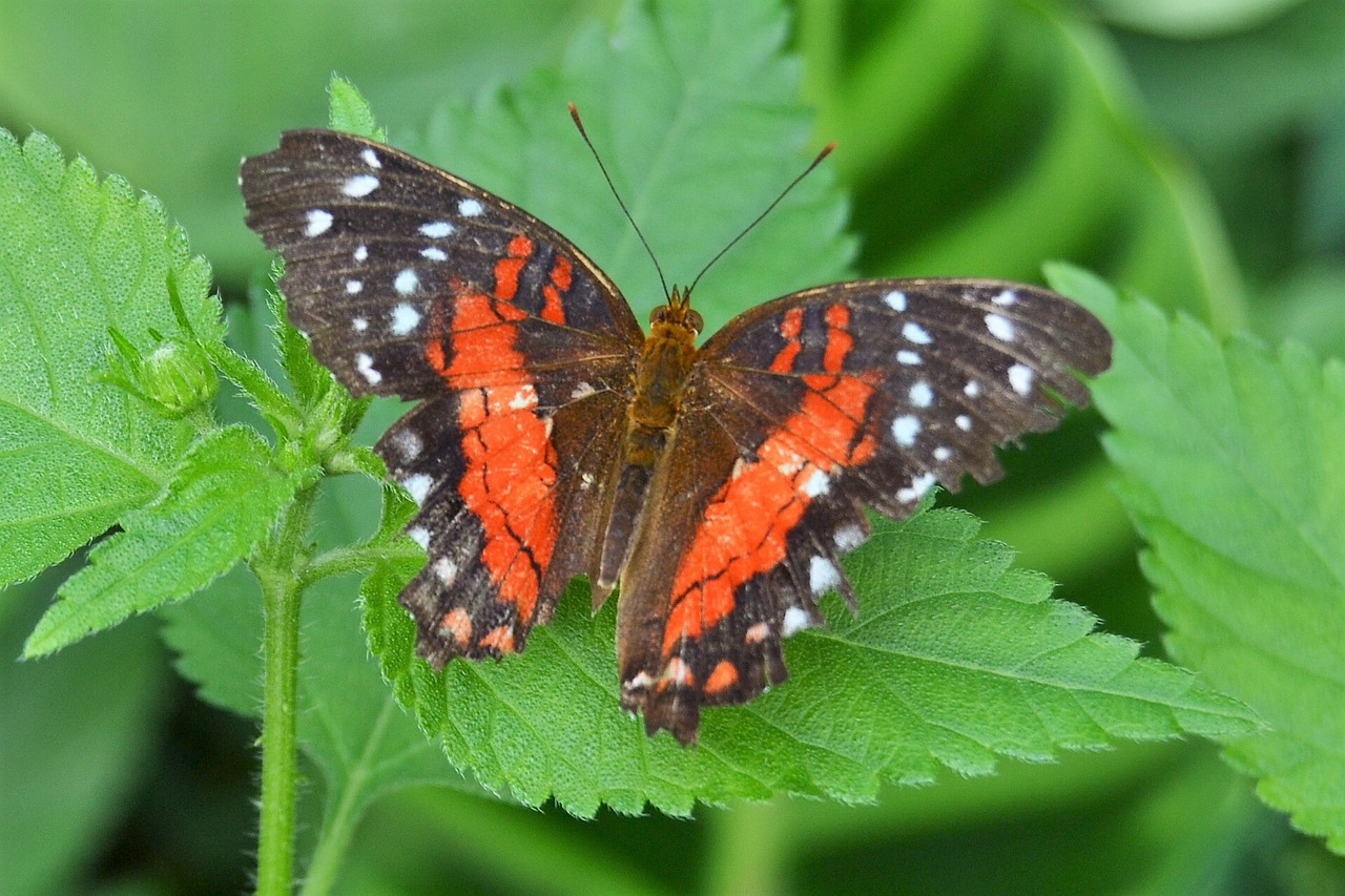 butterfly garden nature free photo