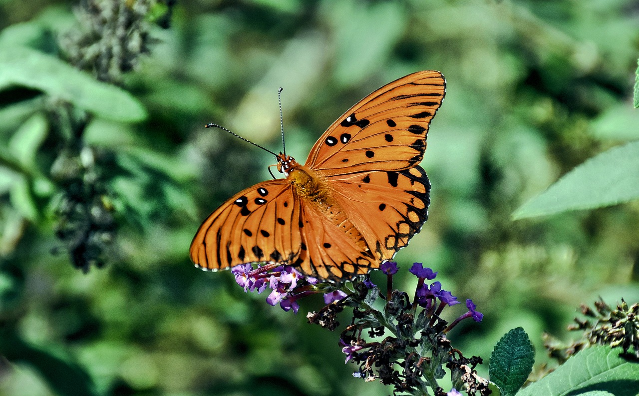 butterfly insect nature free photo