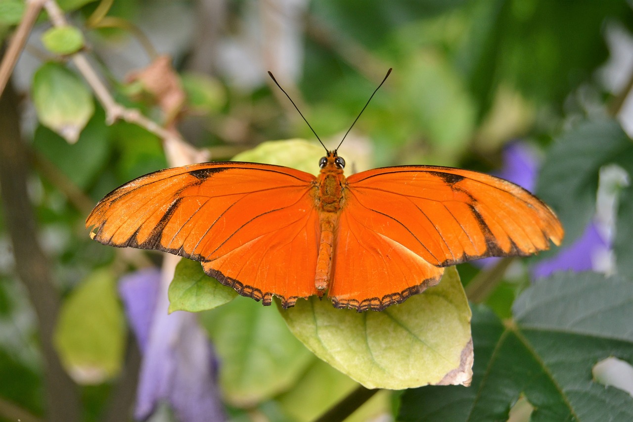 butterfly nature garden free photo