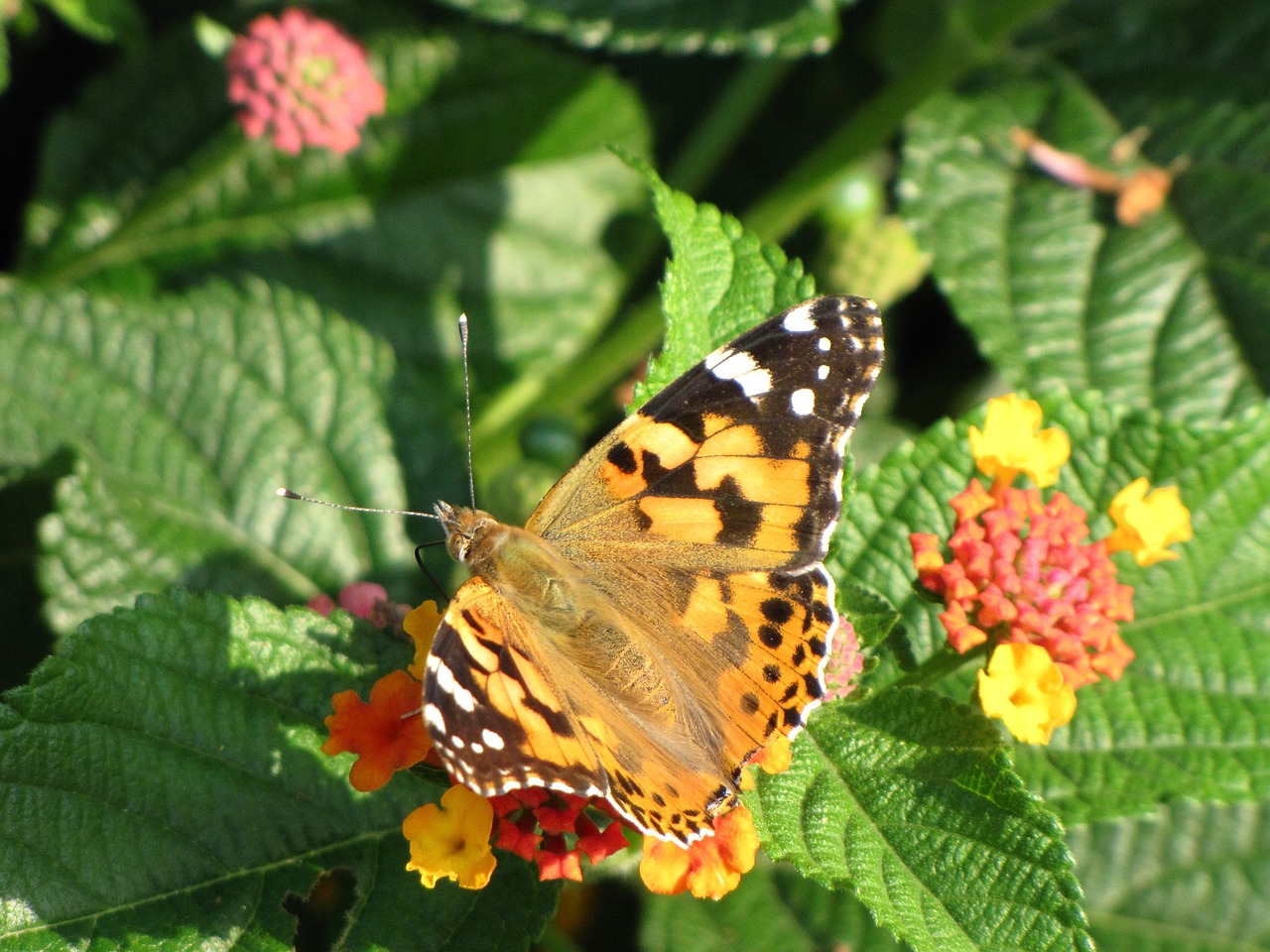 butterfly flower spring free photo