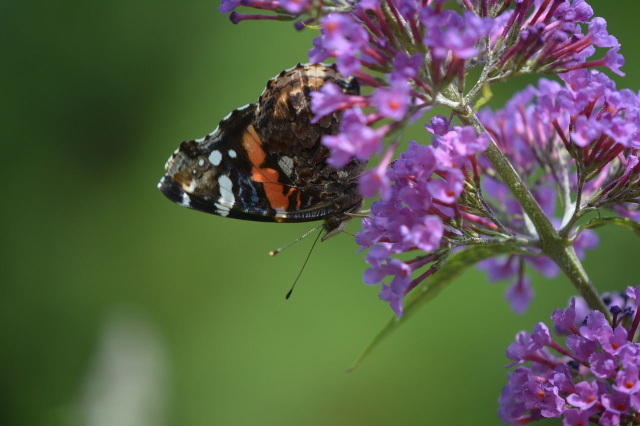 butterfly skipper pollination free photo