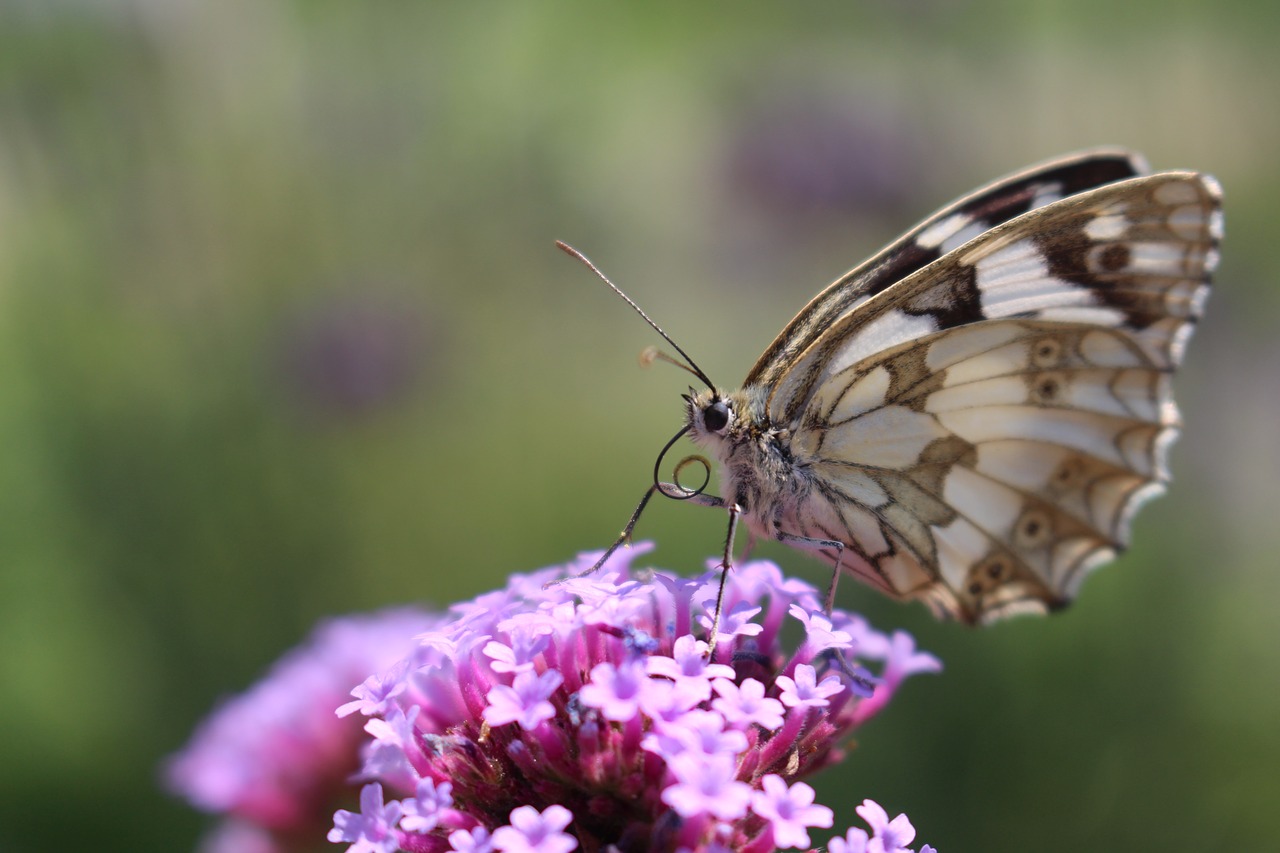 butterfly flower nature free photo