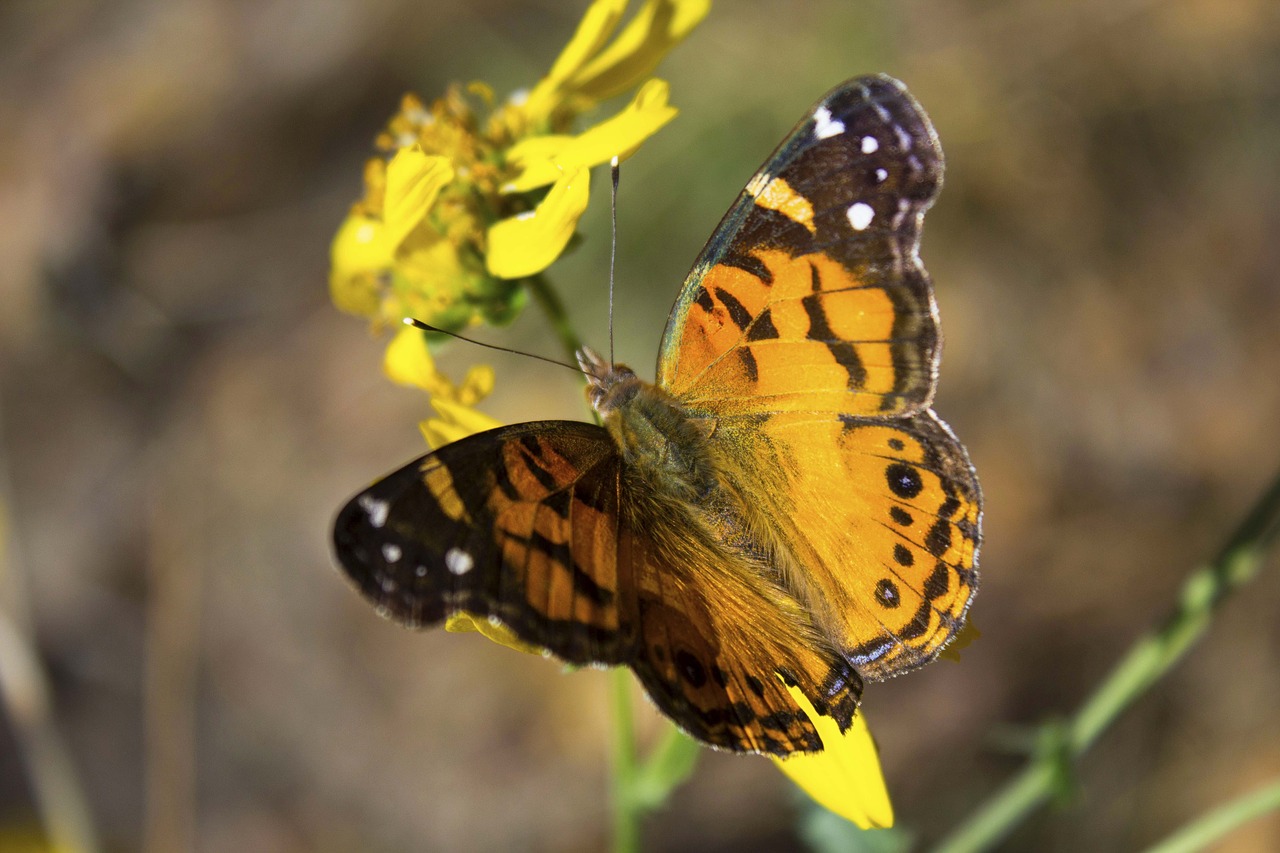 butterfly pretty outside free photo