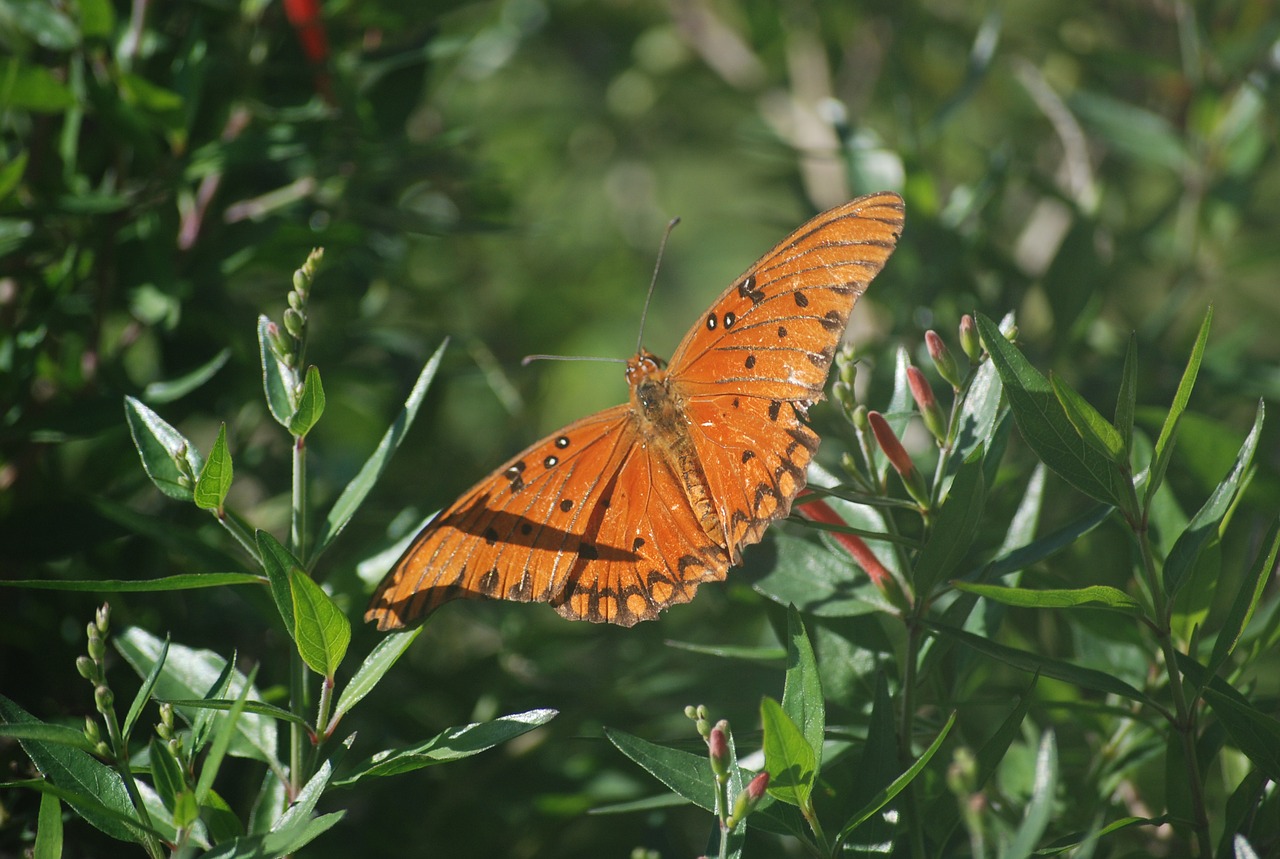 butterfly nature plant free photo