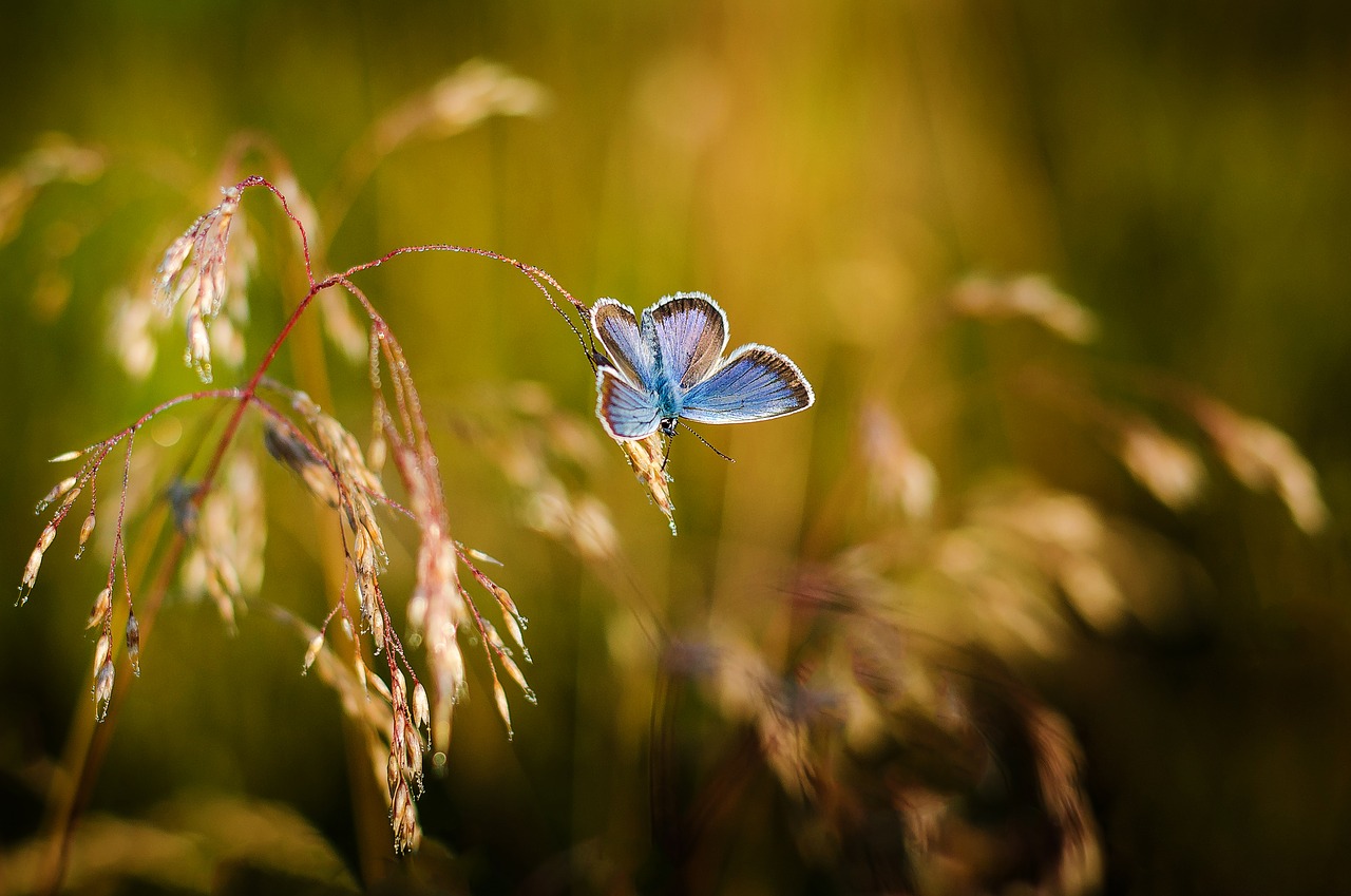 butterfly insects blue wings free photo