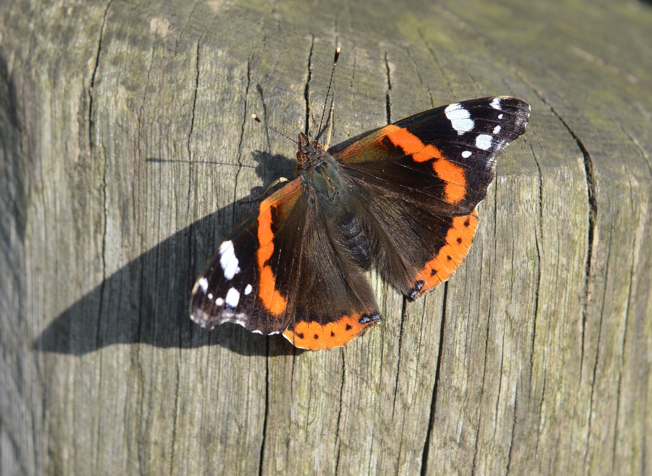 butterfly summer nature free photo