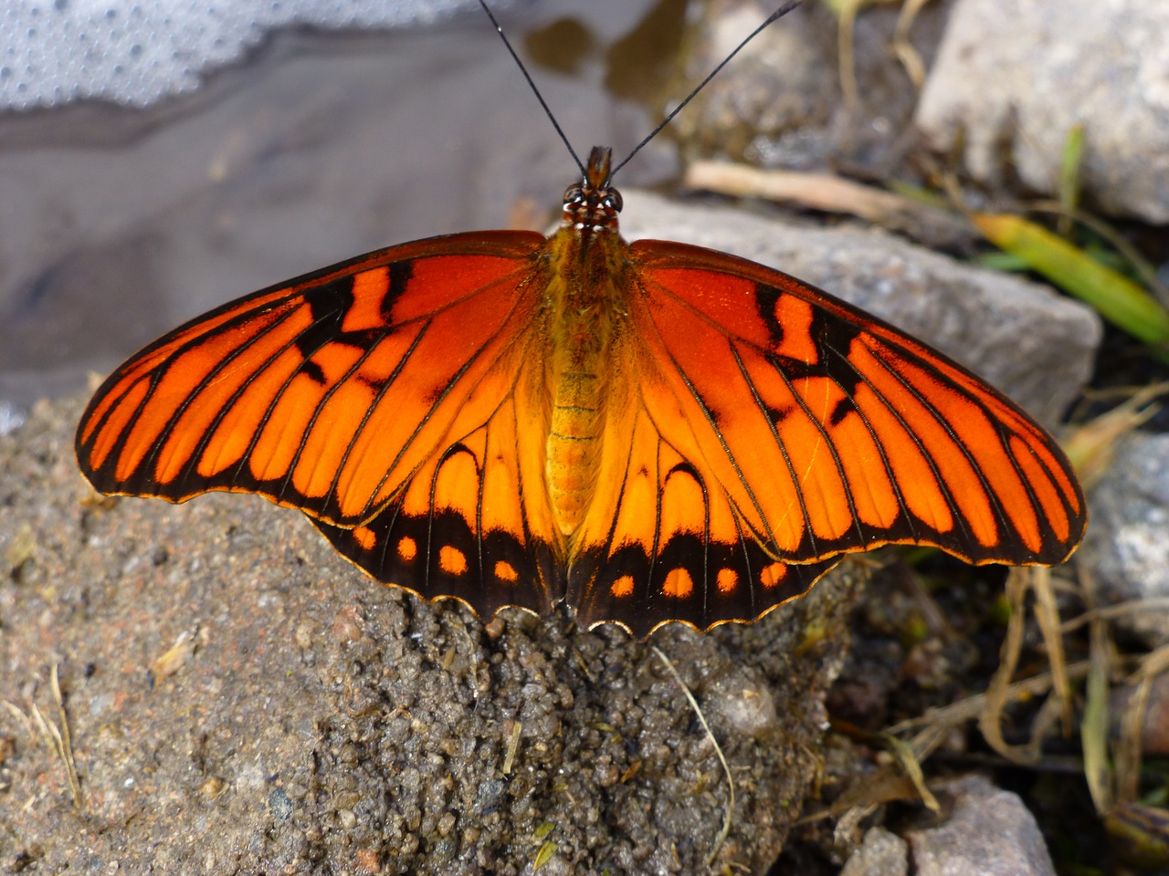 butterfly orange insect free photo