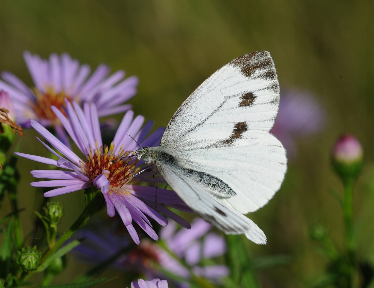 butterfly insect free pictures free photo