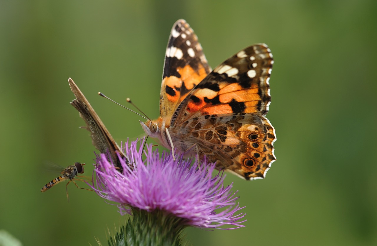 butterfly insect free pictures free photo