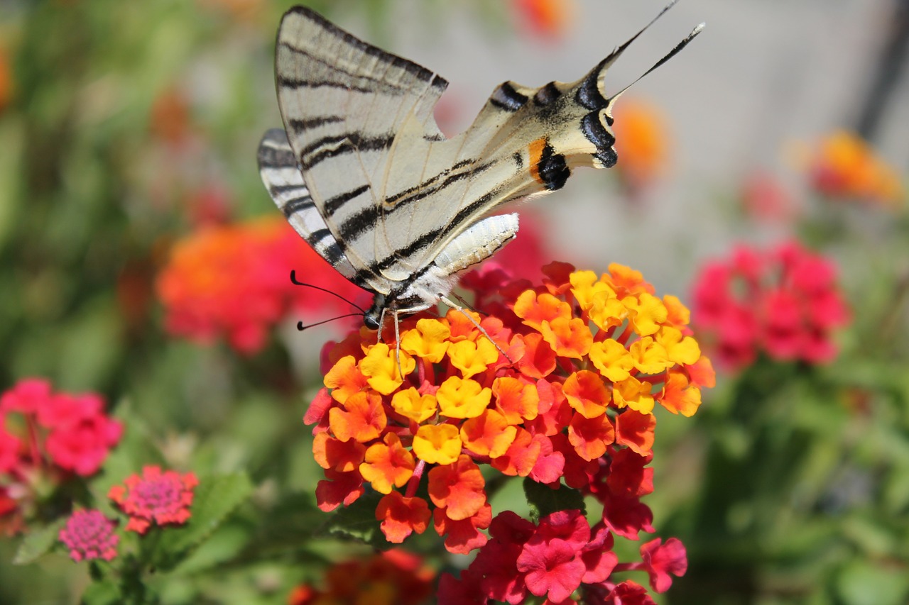 butterfly flowers summer free photo