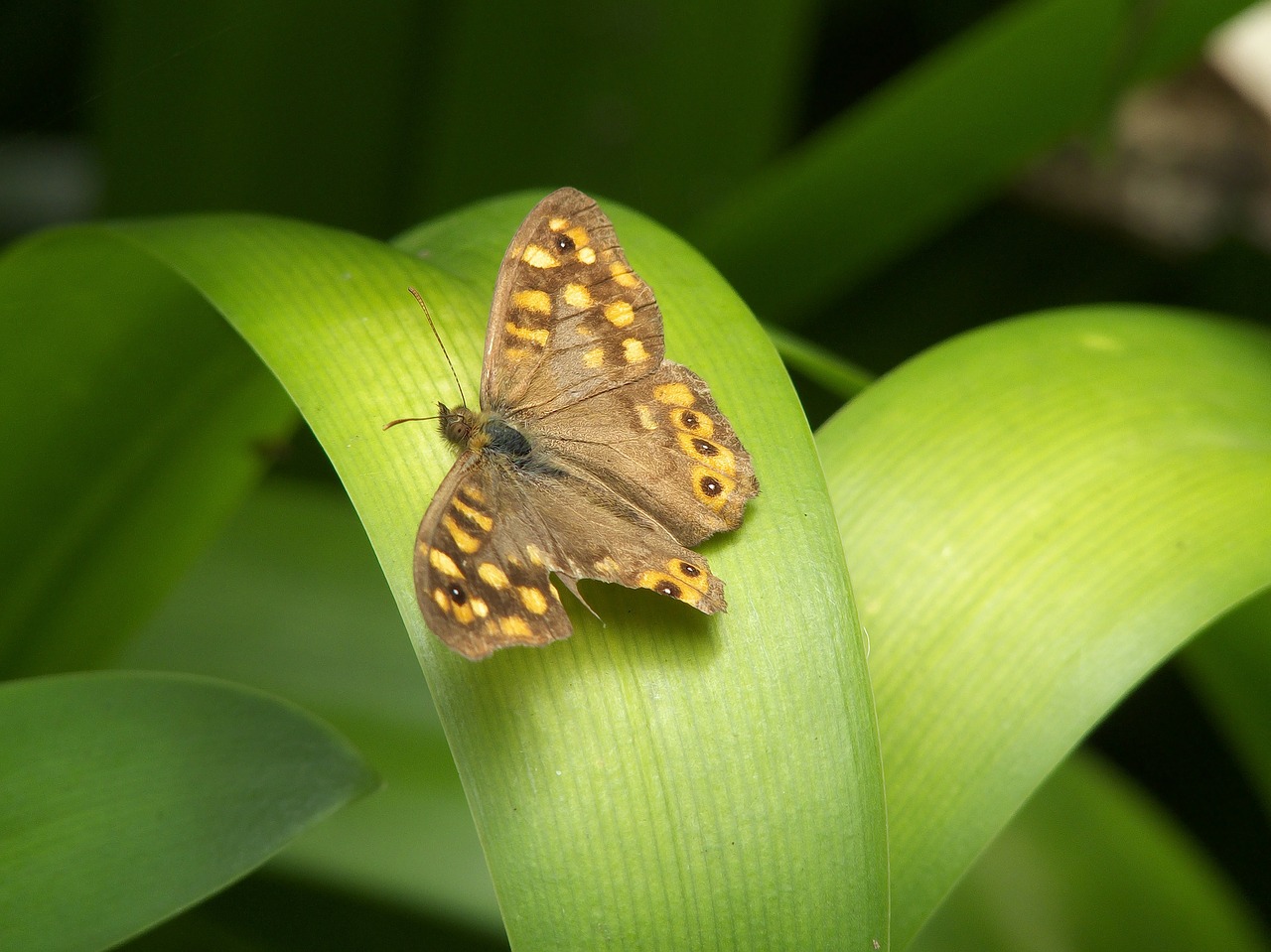 butterfly insect wing free photo