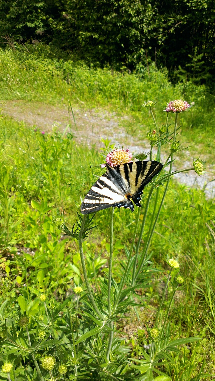 butterfly flower grass free photo