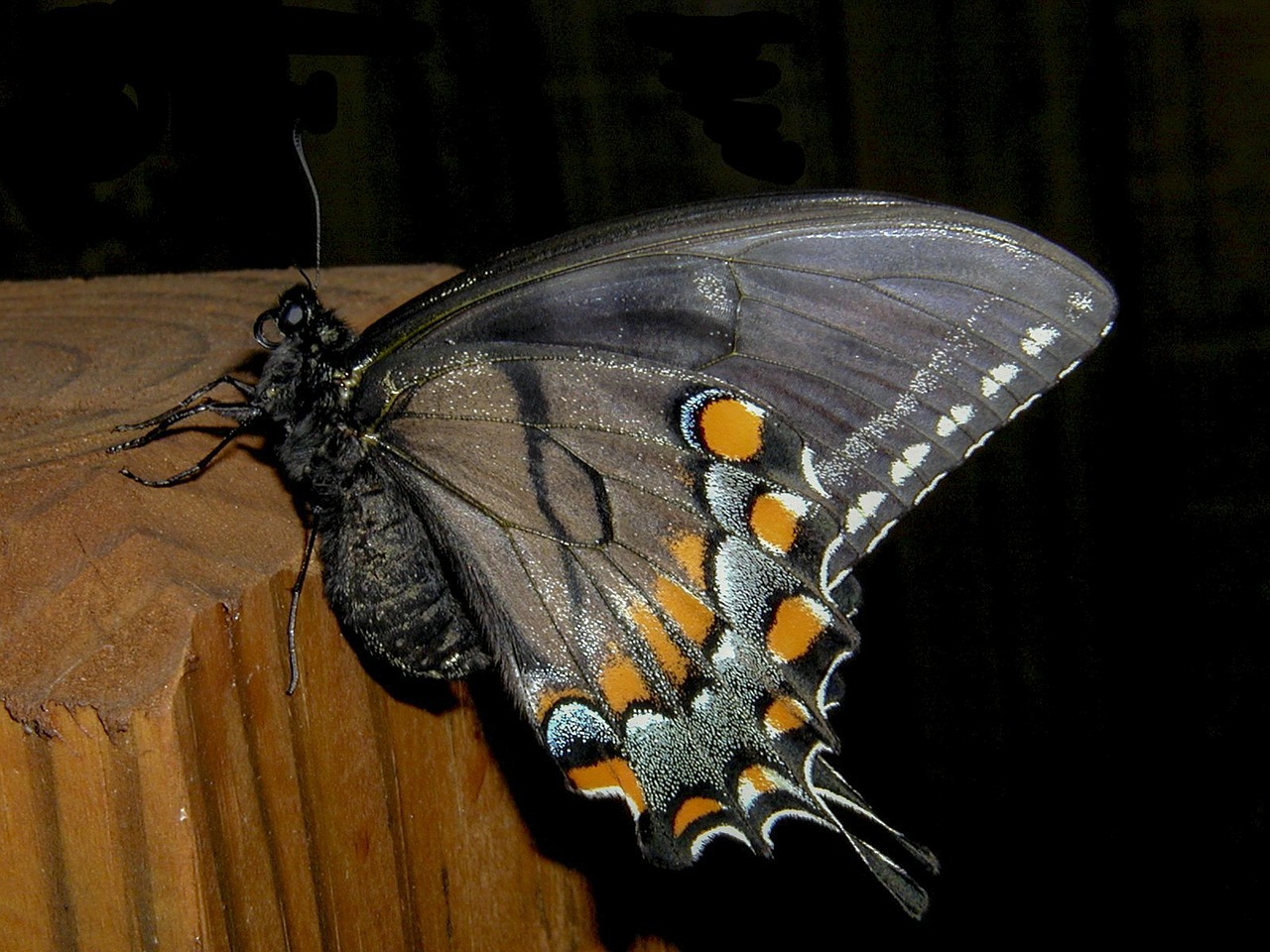 butterfly night insect free photo