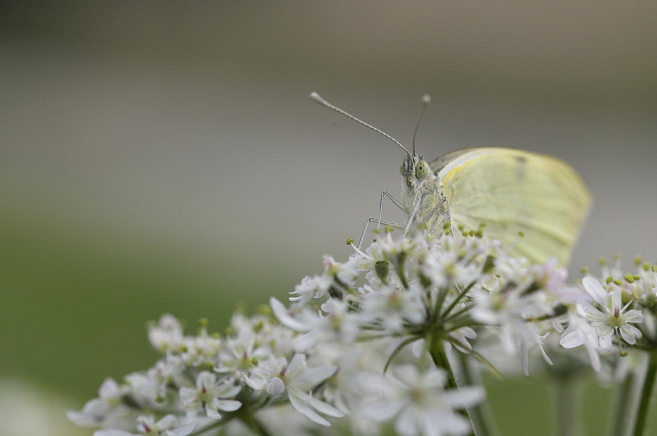 butterfly insect nature free photo