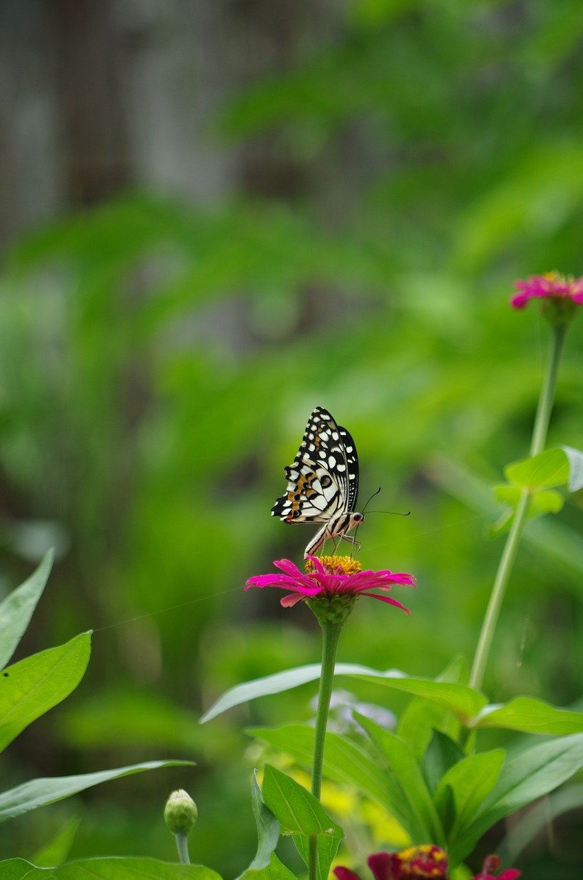 butterfly flowers nature free photo