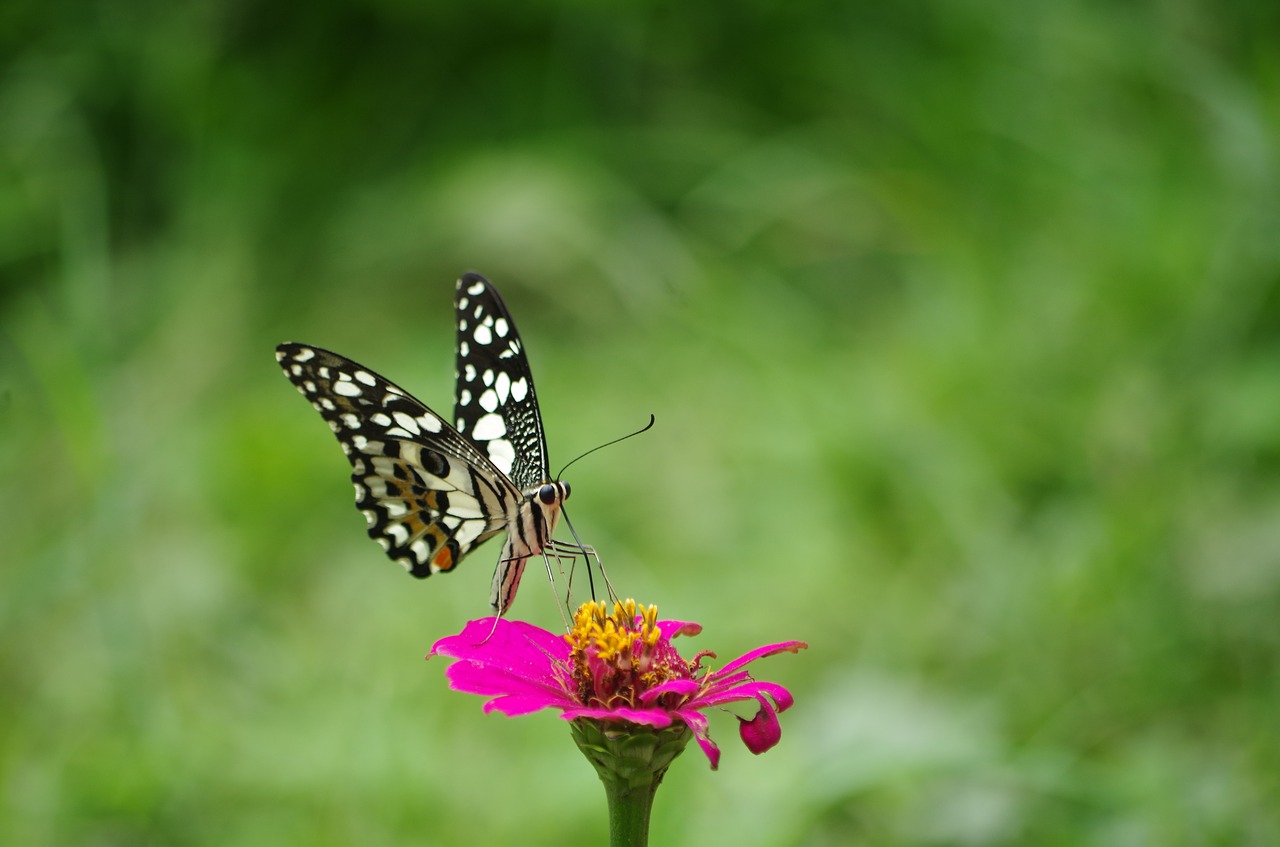 butterfly flowers nature free photo