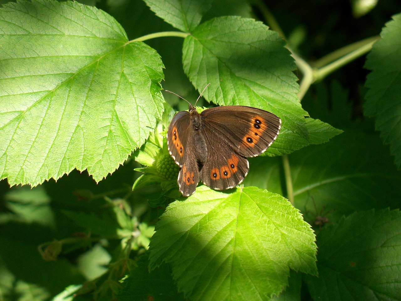 butterfly nature insect free photo