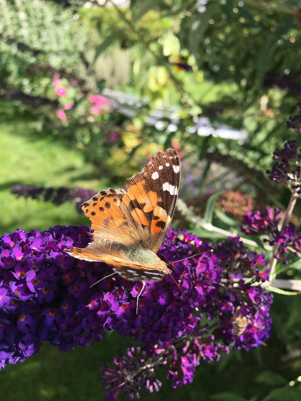 butterfly flower summer free photo