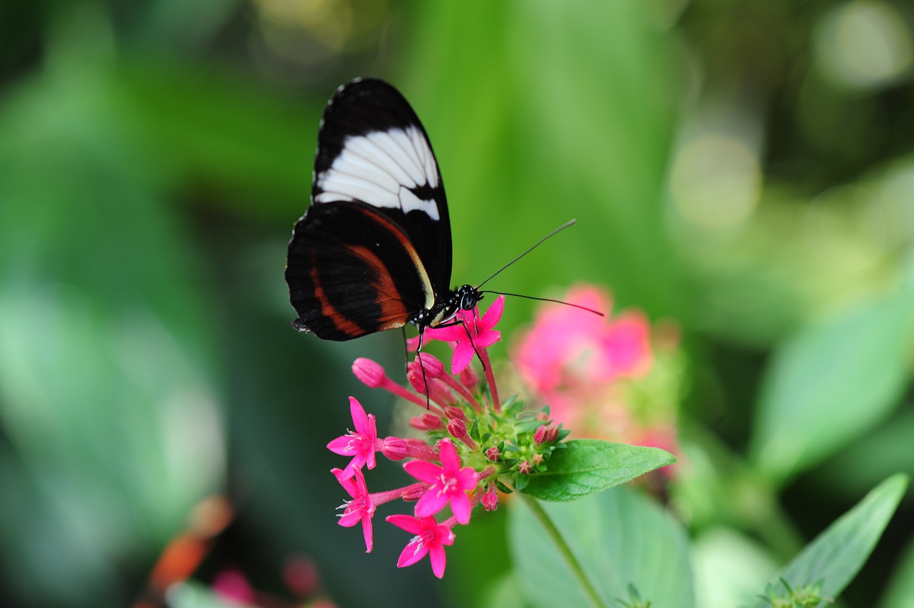 butterfly flowers insect free photo