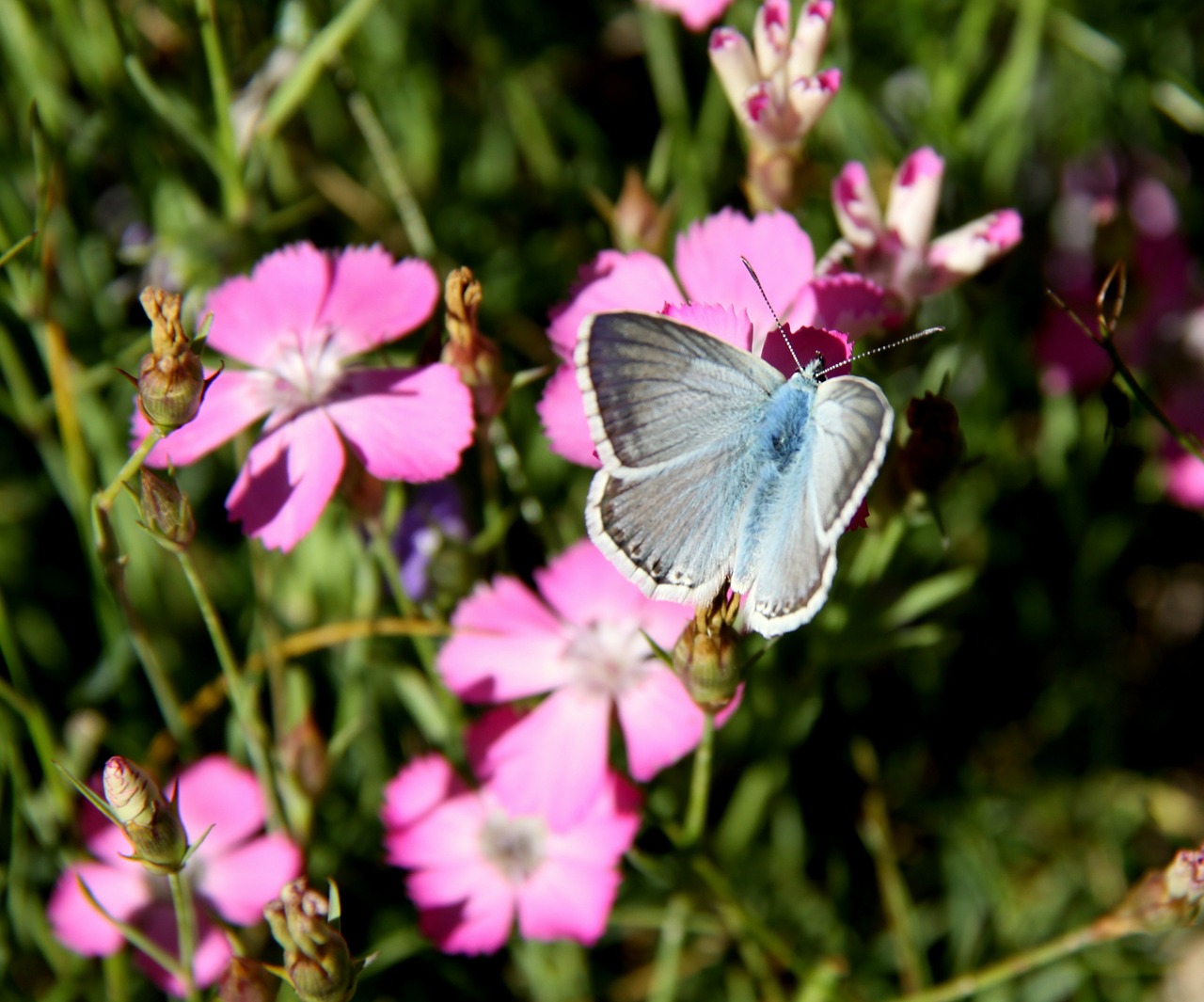 butterfly nature free pictures free photo