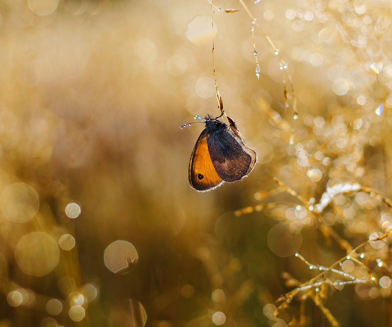 butterfly insects nature free photo