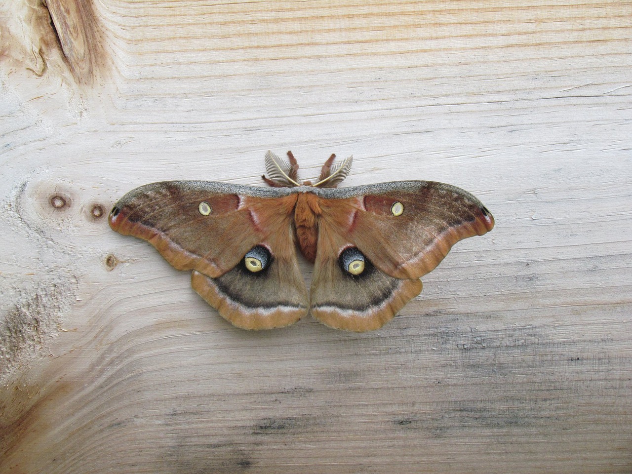 butterfly night wood free photo