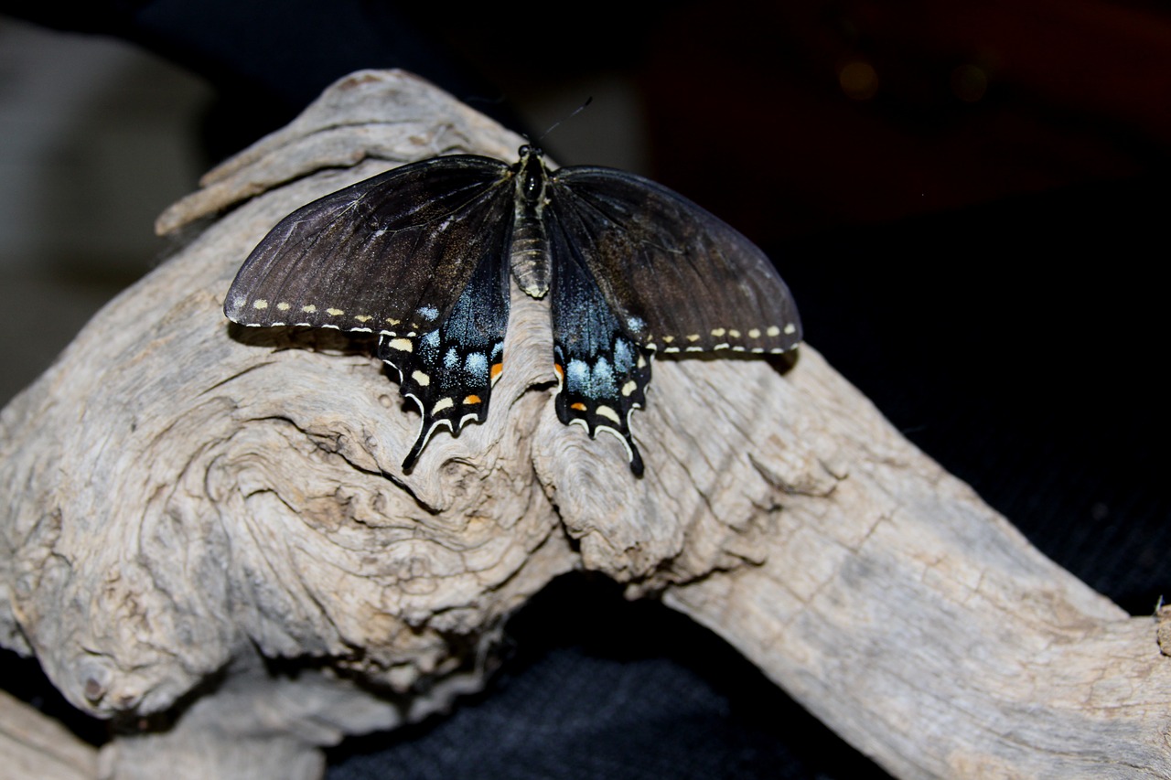 butterfly wood driftwood free photo