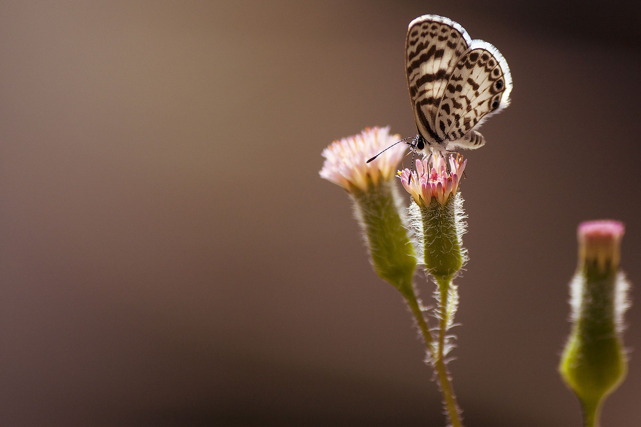 butterfly nature fly free photo