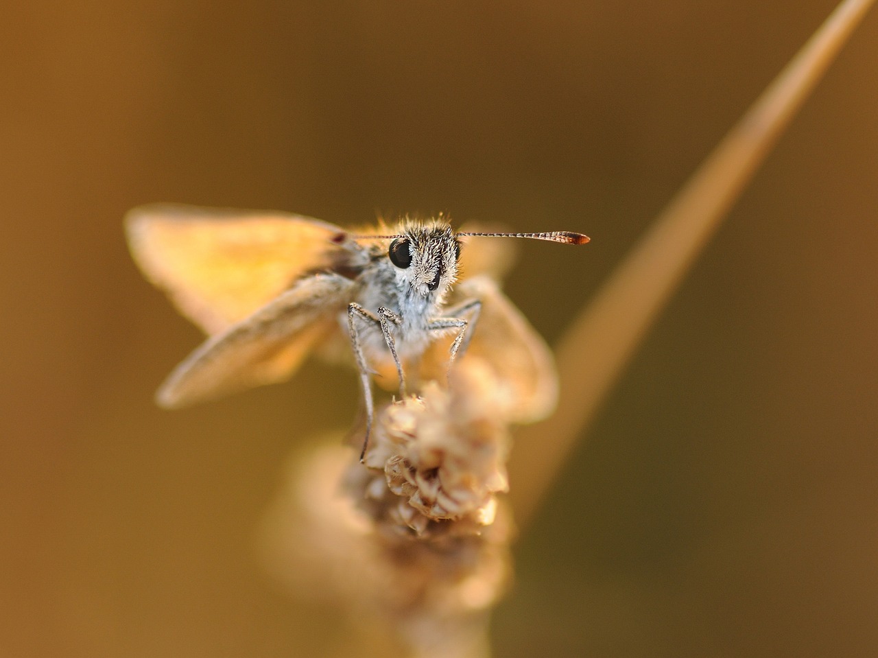 butterfly insect macro free photo