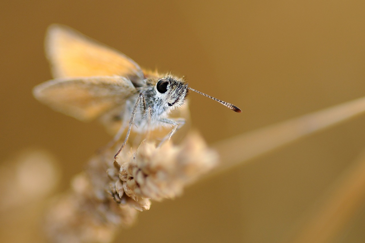 butterfly insect macro free photo