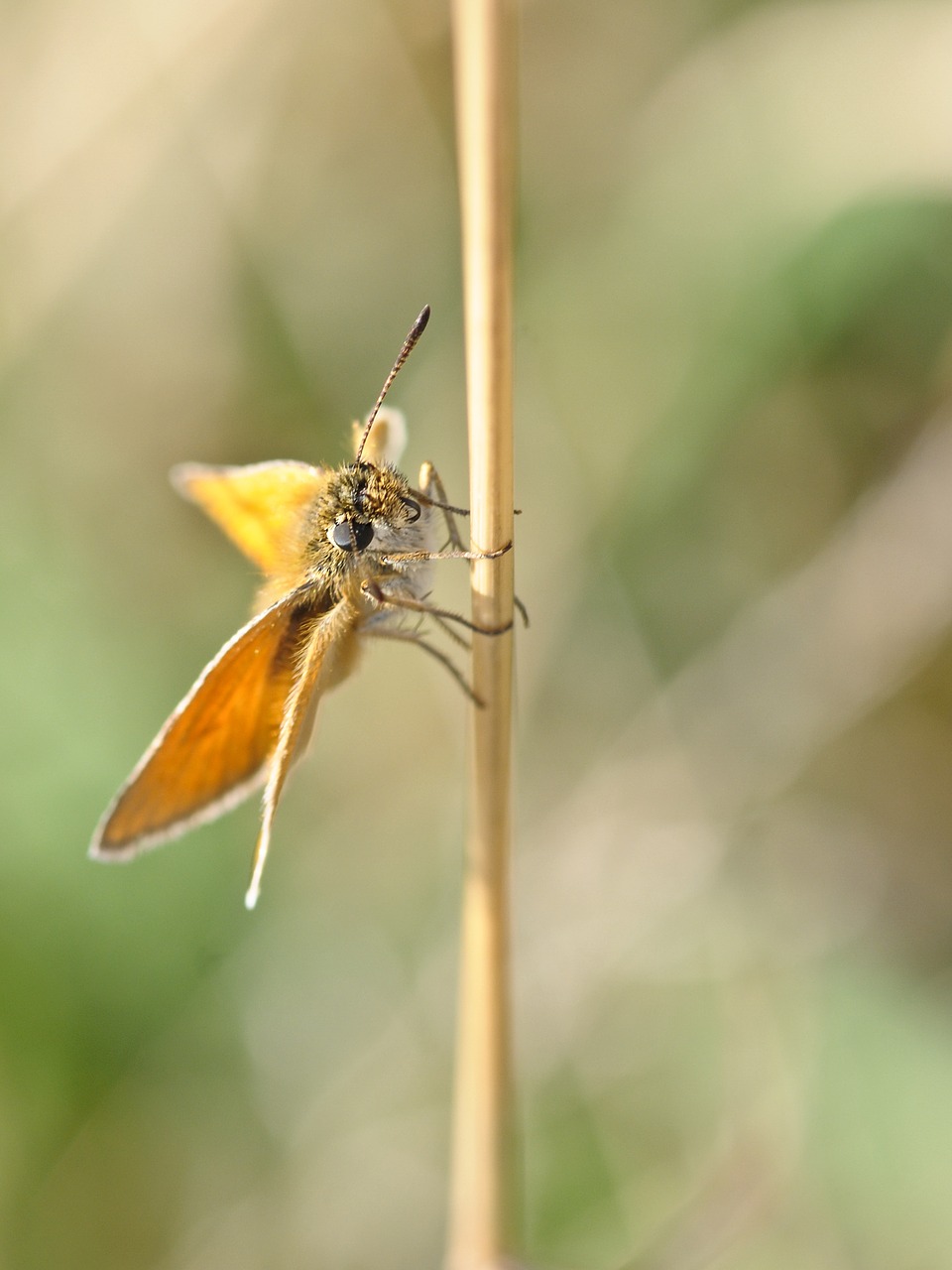 butterfly insect macro free photo