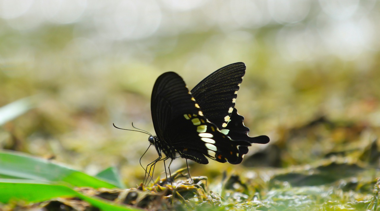 butterfly insect nature free photo