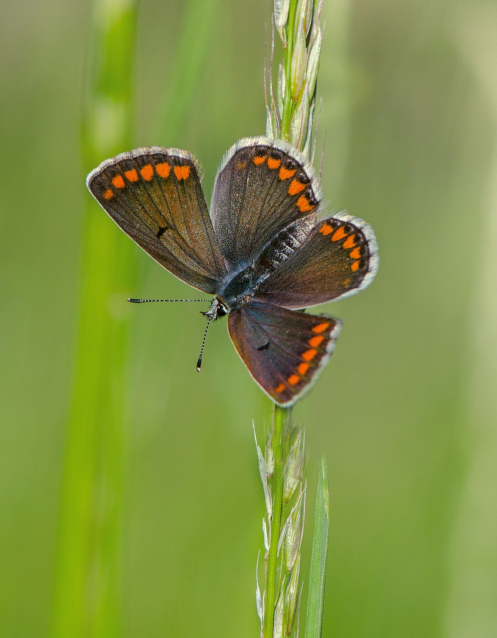 butterfly insects macro free photo