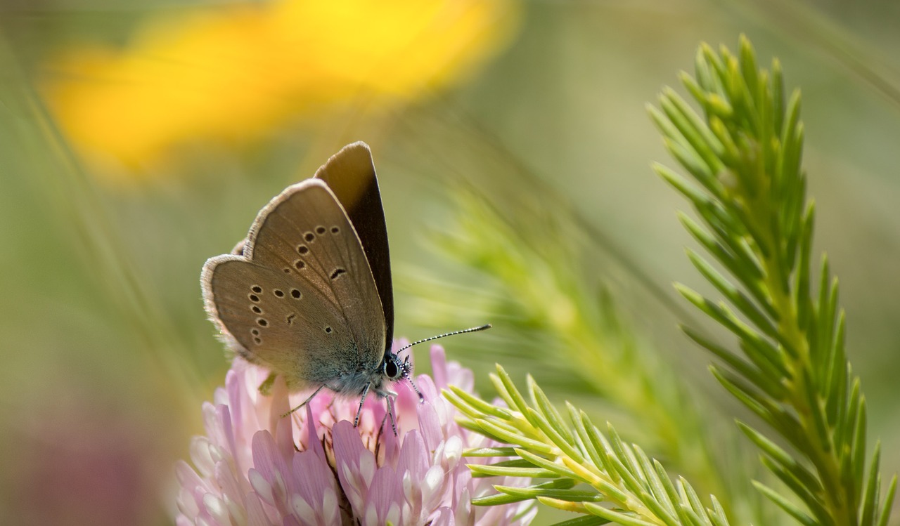 butterfly kleiner alpine free photo