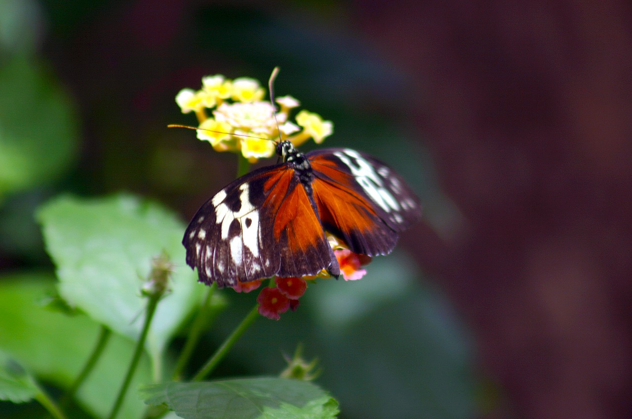 butterfly transform monarch free photo