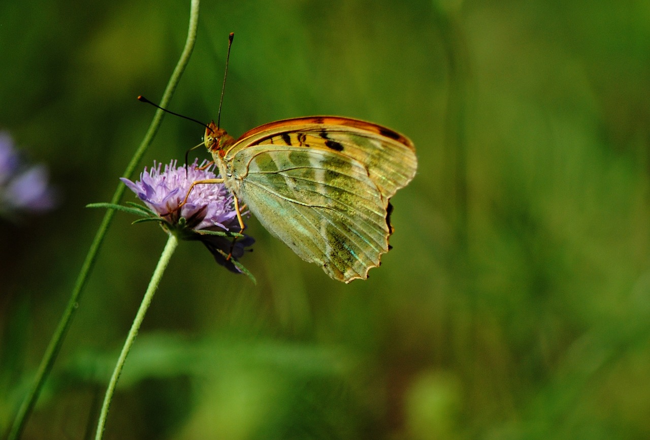 butterfly nature flowers free photo