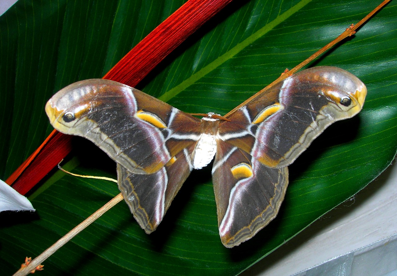 butterfly bombyx nature free photo