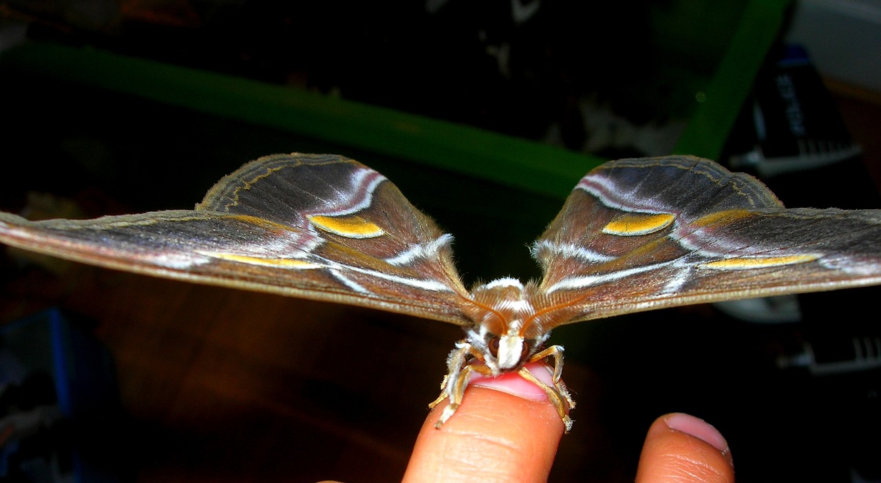 butterfly bombyx nature free photo