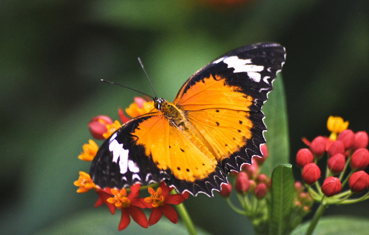 butterfly nature fauna free photo