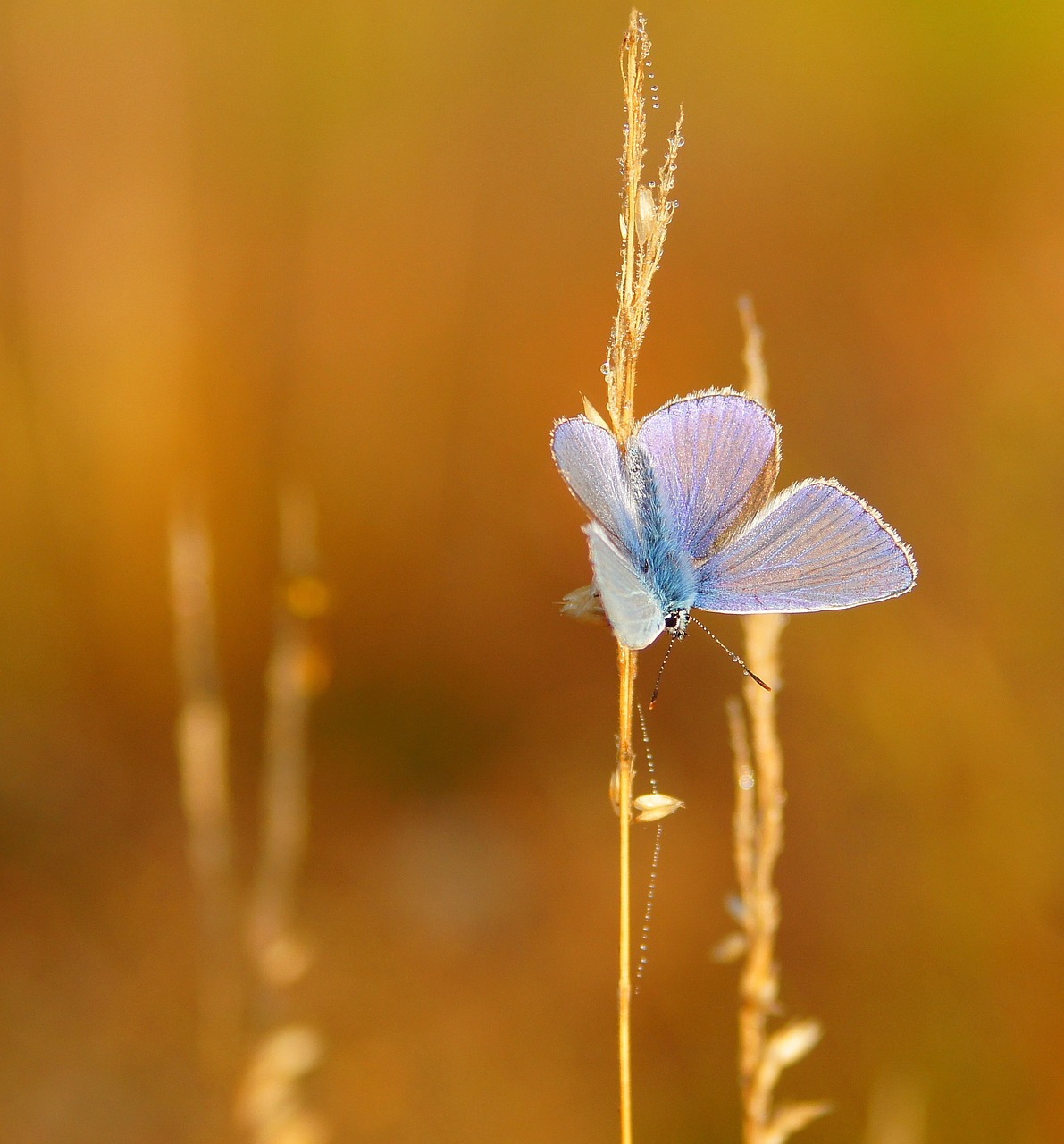 butterfly insects nature free photo