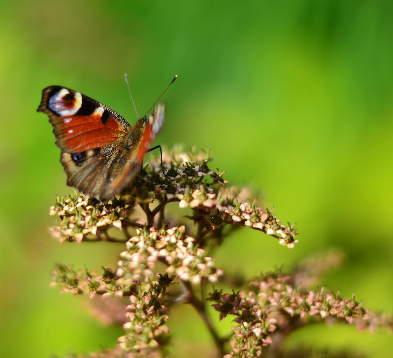 butterfly nature green free photo