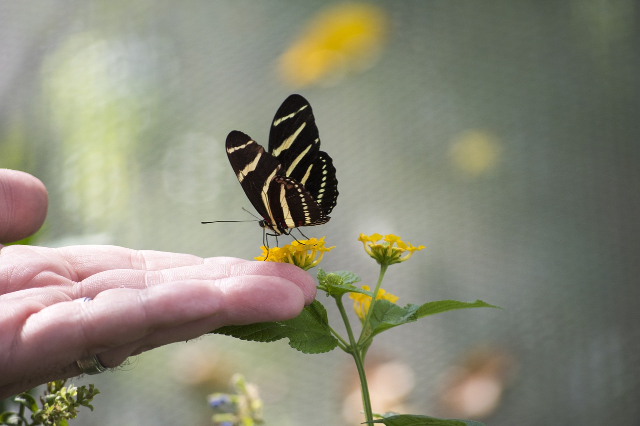 butterfly hand design free photo