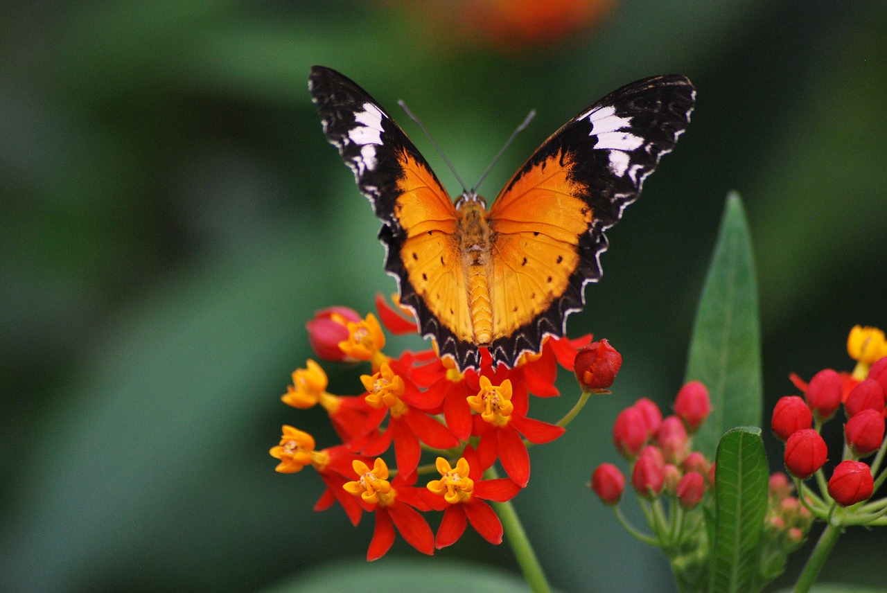 butterfly nature wildlife free photo