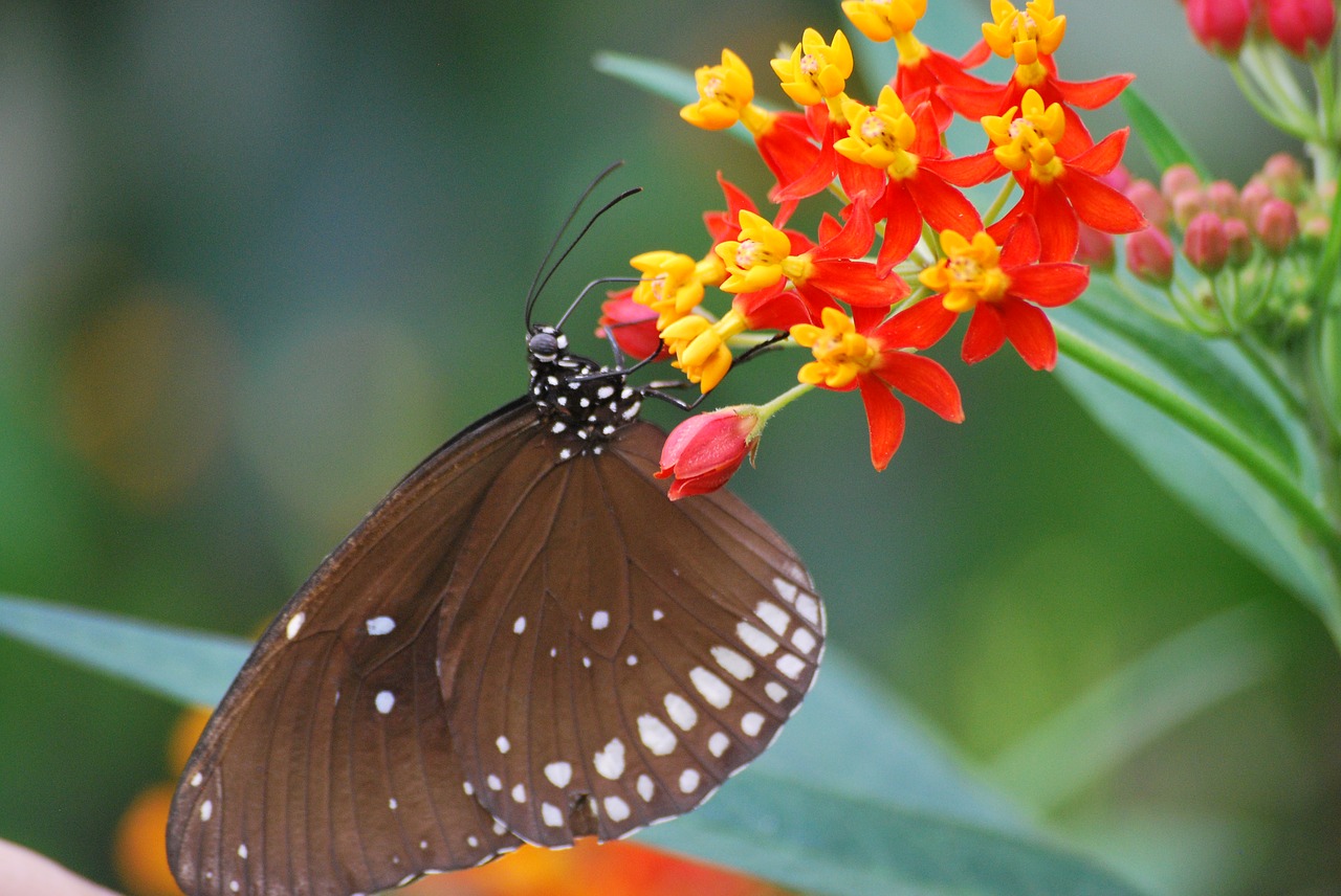 butterfly nature wildlife free photo