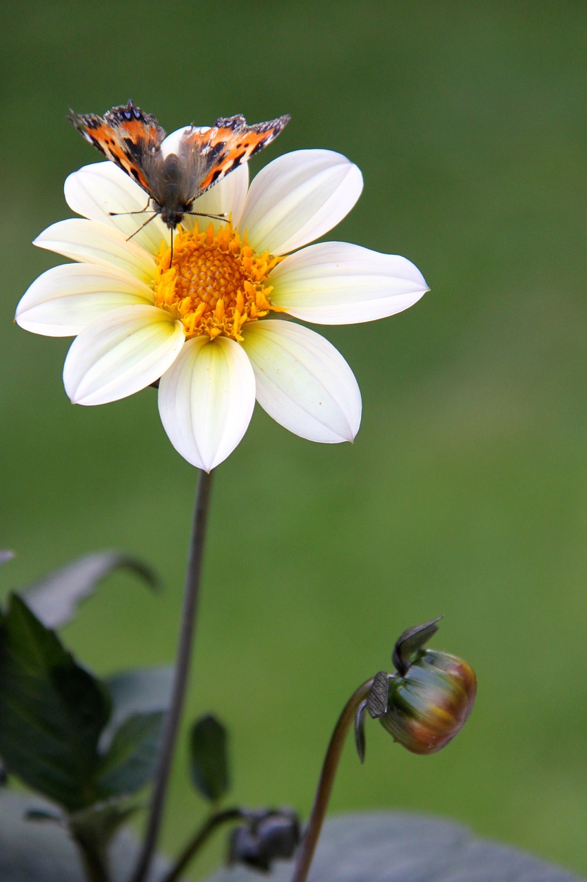 butterfly flower summer free photo