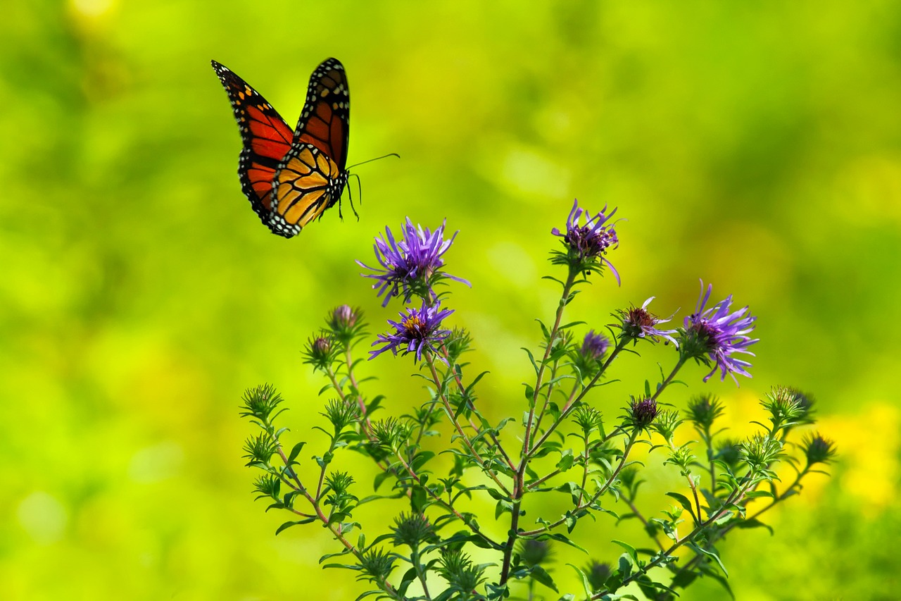 butterfly flowers plants free photo