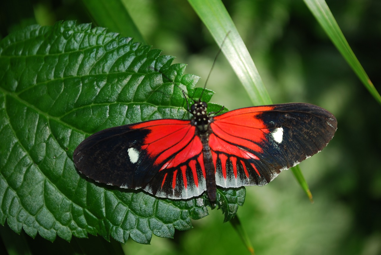 butterfly garden nature free photo